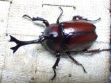 画像: 国産カブトムシ☆♂Sサイズ♀フリーサイズ新成虫 お得な２ペア