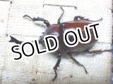 画像: 国産カブトムシ☆♂Sサイズ♀フリーサイズ新成虫 お得な２ペア