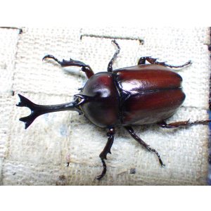 画像: 国産カブトムシ☆♂Sサイズ♀フリーサイズ新成虫 お得な２ペア