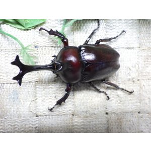 画像: 国産カブトムシ☆♂Mサイズ♀フリーサイズ新成虫 お得な２ペア