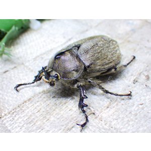 画像: ヨルゲンセンペーニャヒメゾウカブト☆♂39ミリ♀34ミリ新成虫ペア