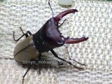 画像: 10セット限定セール！！　ブケファルスオオズクワガタ☆初、2令幼虫4頭セット