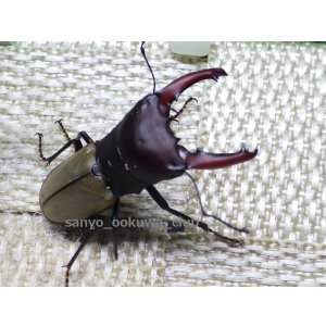 画像: 10セット限定セール！！　ブケファルスオオズクワガタ☆初、2令幼虫4頭セット