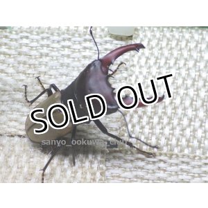 画像: 10セット限定セール！！　ブケファルスオオズクワガタ☆初、2令幼虫4頭セット