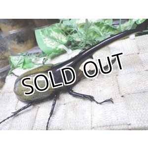 画像: Dh.ヘラクレスオオカブト☆♂134ミリ新成虫単品　(24)　