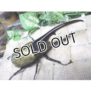 画像: Dh.ヘラクレスオオカブト☆♂127ミリ新成虫単品　(23)　