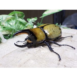 画像: 天然からのF3 ヒルスシロカブト☆♂74ミリ♀57ミリ新成虫ペア  No.7