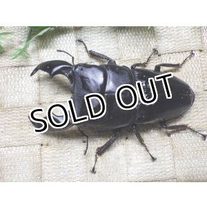 画像: 大型! スマトラヒラタ☆アチェ産 ♂103ミリA- ♀51.5ミリ 新成虫ペア