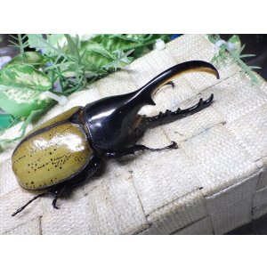 画像: Dh.エクアトリアヌス☆♂120ミリ C品 新成虫単品