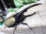 画像: Dh.ヘラクレスオオカブト☆♂128ミリ新成虫単品