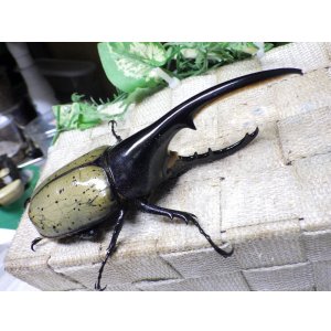 画像: Dh.ヘラクレスオオカブト☆♂128ミリ新成虫単品