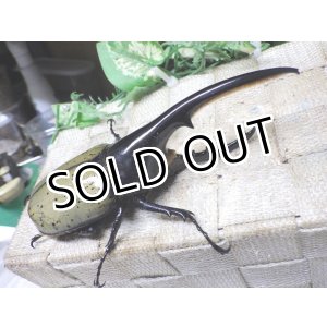 画像: Dh.ヘラクレスオオカブト☆♂128ミリ新成虫単品