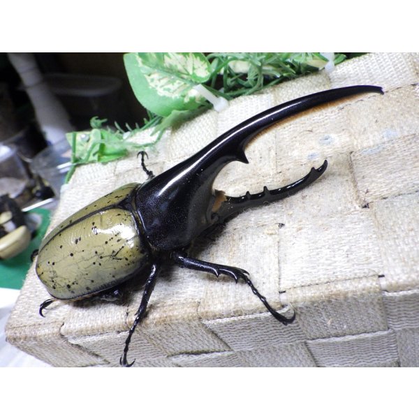 画像1: Dh.ヘラクレスオオカブト☆♂128ミリ新成虫単品 (1)