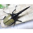 画像3: Dh.ヘラクレスオオカブト☆♂128ミリ新成虫単品 (3)