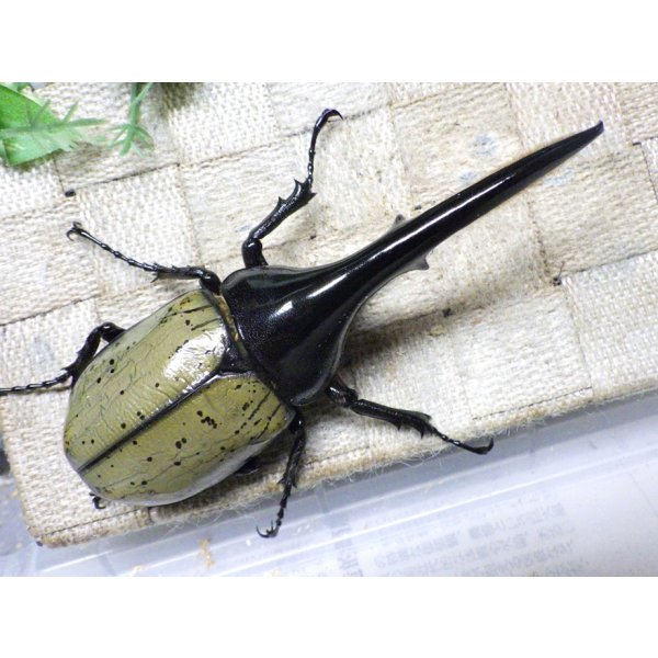 画像3: Dh.ヘラクレスオオカブト☆♂128ミリ新成虫単品 (3)