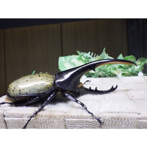 画像2: Dh.ヘラクレスオオカブト☆♂128ミリ新成虫単品 (2)