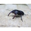 画像2: ブケファルスオオズ（メラニック型）☆♂30ミリ前後♀20ミリ前後 2頭 新成虫トリオ (2)