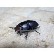 画像3: ブケファルスオオズ（メラニック型）☆♂30ミリ前後♀20ミリ前後 2頭 新成虫トリオ (3)
