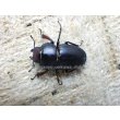 画像4: ブケファルスオオズ（メラニック型）☆♂30ミリ前後♀20ミリ前後 2頭 新成虫トリオ (4)
