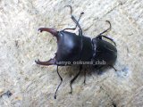 画像: ブケファルスオオズ（メラニック型）☆♂30ミリ前後♀20ミリ前後 2頭 新成虫トリオ