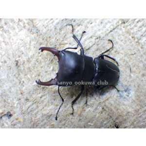 画像: ブケファルスオオズ（メラニック型）☆♂30ミリ前後♀20ミリ前後 2頭 新成虫トリオ