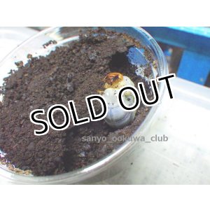 画像: 今季最終4頭 1セット限定！　希少種！チャイロマルバネクワガタ☆3令幼虫4頭セット