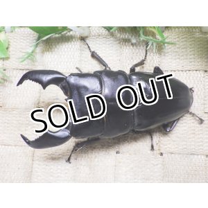 画像: 大型! スマトラヒラタ☆アチェ産 ♂103ミリ ♀53.4ミリ 新成虫ペア