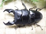 画像: 大型! スマトラヒラタ☆アチェ産 ♂99.3ミリA- ♀51.5ミリ 新成虫ペア