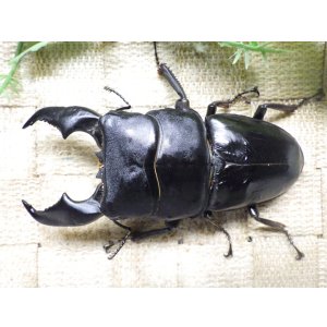 画像: 大型! スマトラヒラタ☆アチェ産 ♂99.3ミリA- ♀51.5ミリ 新成虫ペア