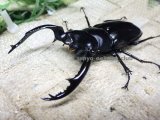 画像: ウエストウッディ(Dibang Valley産)☆♂77ミリ♀43ミリ新成虫ペア
