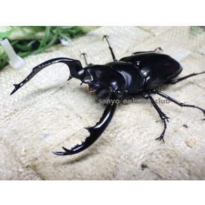 画像: ウエストウッディ(Dibang Valley産)☆♂77ミリ♀43ミリ新成虫ペア