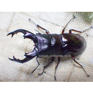 画像: ボーリンフタマタ（原名亜種）☆♂77ミリ ♀41ミリ 新成虫ペア