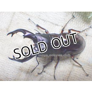 画像: ボーリンフタマタ（原名亜種）☆♂77ミリ ♀41ミリ 新成虫ペア