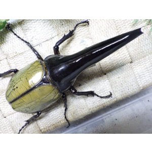 画像: Dh.ヘラクレスオオカブト（パチセラス血統）☆♂122ミリ極太！ ♀64ミリ ♀64ミリ 全て別血統トリオ　㉗