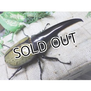 画像: Dh.ヘラクレスオオカブト（パチセラス血統）☆♂116ミリ極太！ ♀63ミリ 別血統ペア　㉖