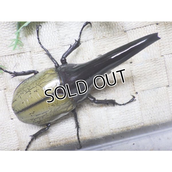 画像3: Dh.ヘラクレスオオカブト（パチセラス血統）☆♂114ミリ極太！新成虫単品　㉙ (3)