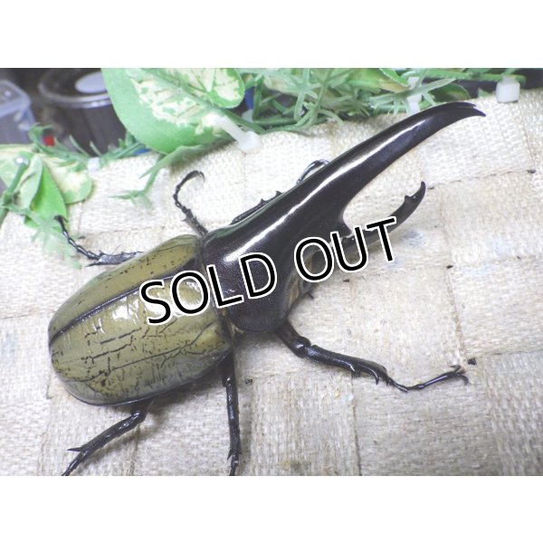 画像1: Dh.ヘラクレスオオカブト（パチセラス血統）☆♂114ミリ極太！新成虫単品　㉙ (1)