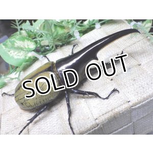 画像: Dh.ヘラクレスオオカブト（パチセラス血統）☆♂116ミリ極太！新成虫単品　㉘