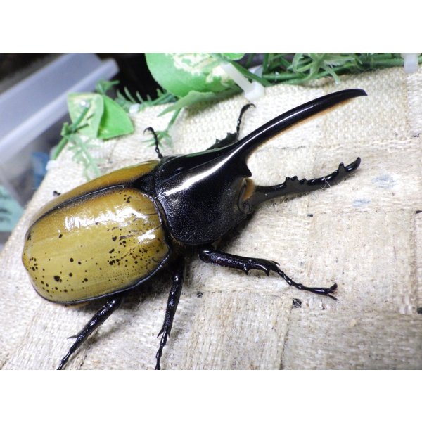画像2: Dh.エクアトリアヌス☆♂102ミリ 新成虫単品 (2)