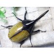 画像4: Dh.エクアトリアヌス☆♂102ミリ 新成虫単品 (4)