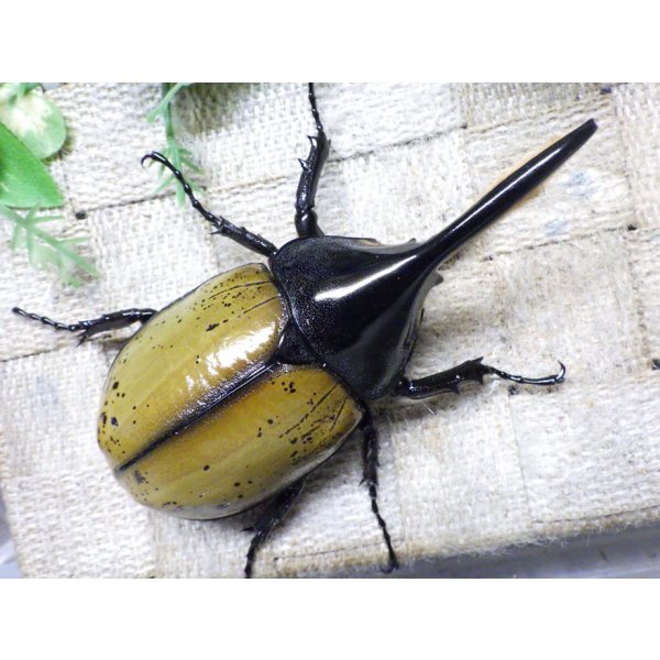 画像4: Dh.エクアトリアヌス☆♂102ミリ 新成虫単品 (4)