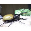 画像3: Dh.エクアトリアヌス☆♂102ミリ 新成虫単品 (3)
