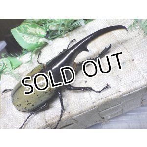 画像: Dh.ヘラクレスオオカブト☆♂142ミリ新成虫単品
