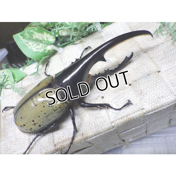 画像1: Dh.ヘラクレスオオカブト☆♂142ミリ新成虫単品 (1)