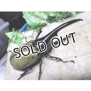 画像: Dh.ヘラクレスオオカブト☆♂118ミリ新成虫単品　㉜　