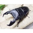 画像2: 大型! スマトラヒラタ☆アチェ産 ♂95ミリA- 新成虫単品 (2)