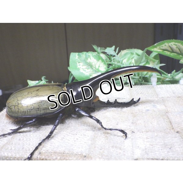 画像2: Dh.ヘラクレスオオカブト☆♂118ミリ新成虫単品　㉜　 (2)