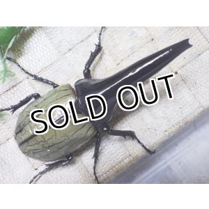 画像: Dh.ヘラクレスオオカブト（パチセラス血統）☆♂106ミリ極太！新成虫単品　㉛