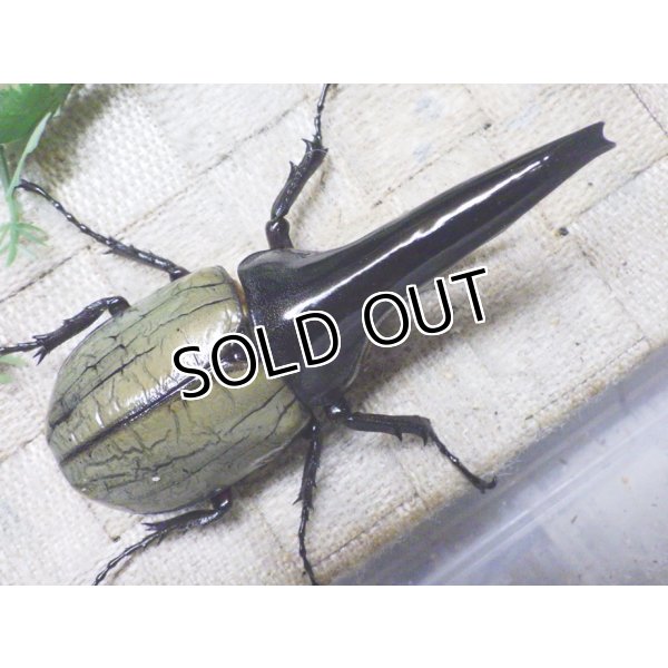 画像1: Dh.ヘラクレスオオカブト（パチセラス血統）☆♂106ミリ極太！新成虫単品　㉛ (1)