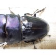 画像3: 大型! スマトラヒラタ☆アチェ産 ♂95ミリA- 新成虫単品 (3)